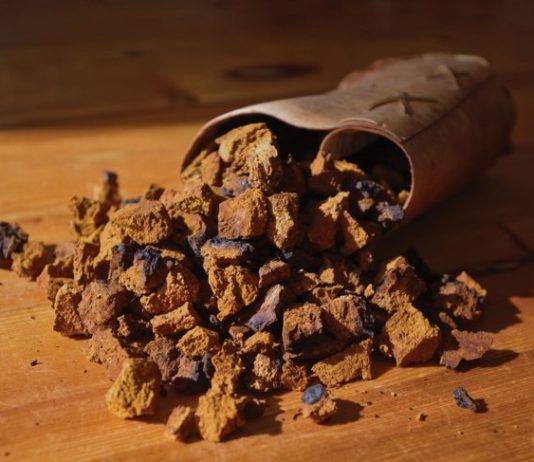 Choosing Chaga