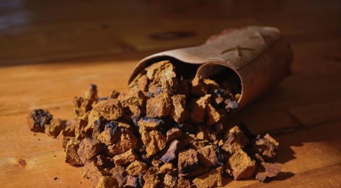 Choosing Chaga