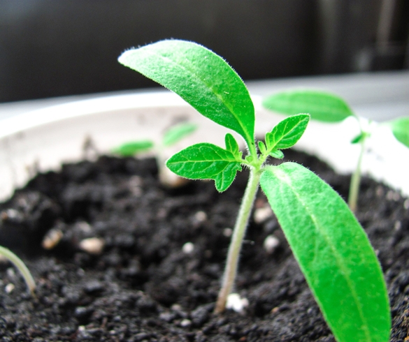 Sprouted plant in soil. - GEN00068 re?id=4988