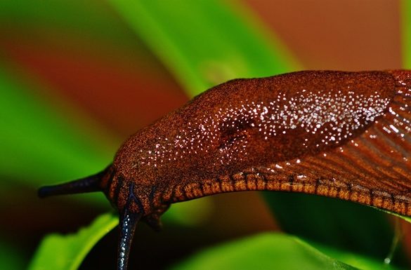 Controlling Slugs